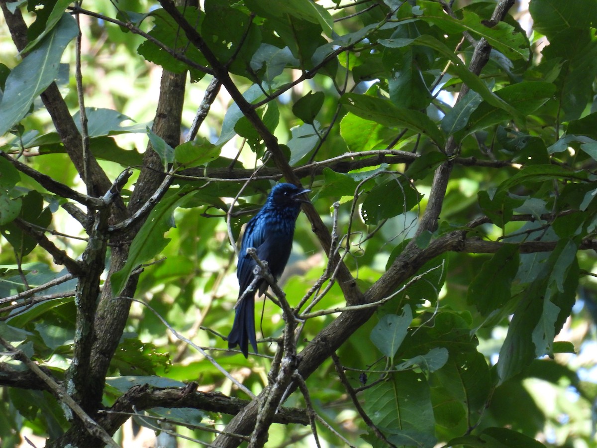 Bronzed Drongo - ML624573211