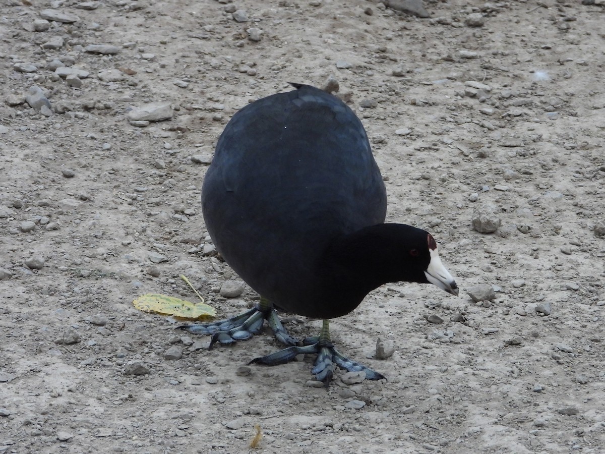 American Coot - ML624573214