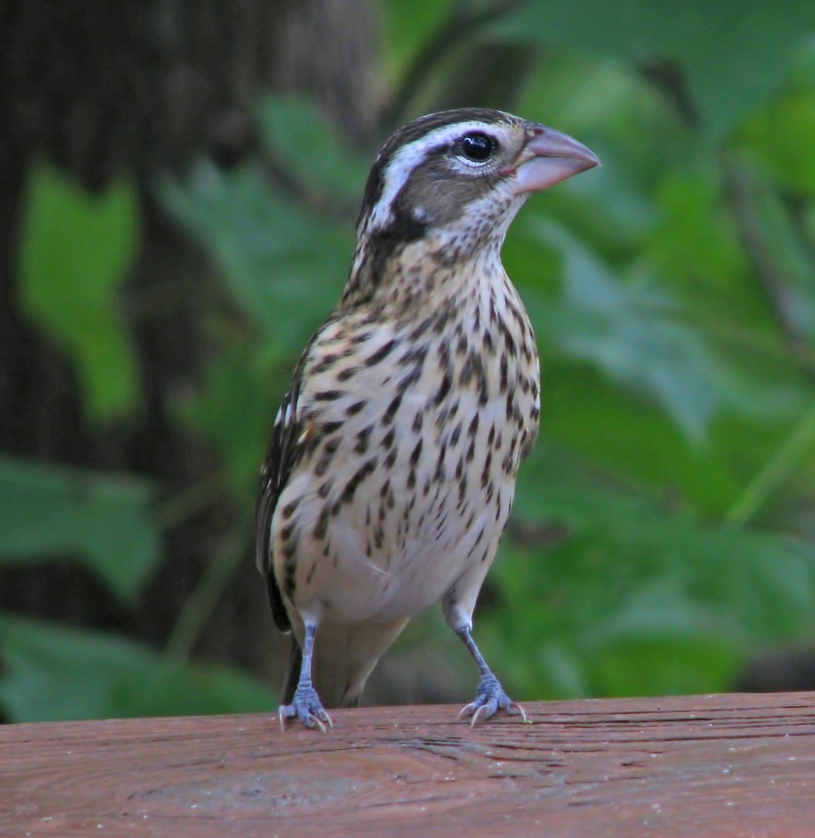 Rose-breasted Grosbeak - ML624573215