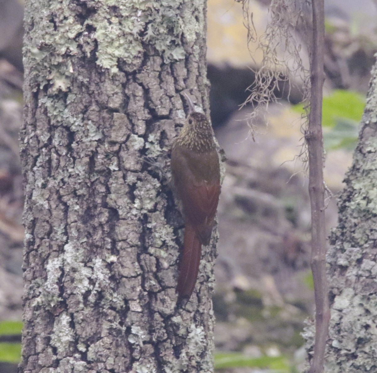 Spot-crowned Woodcreeper - ML624573216