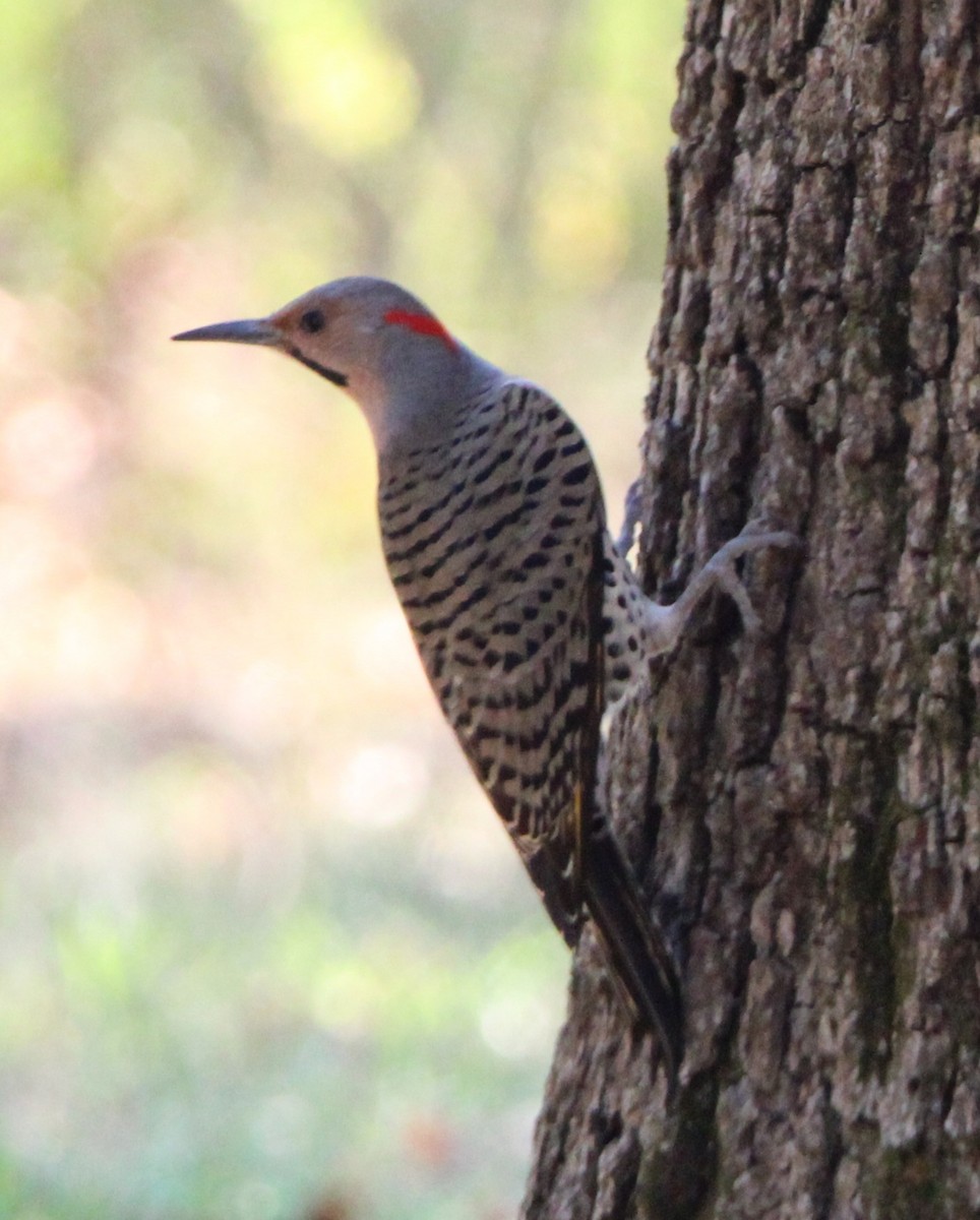 Northern Flicker - ML624573217