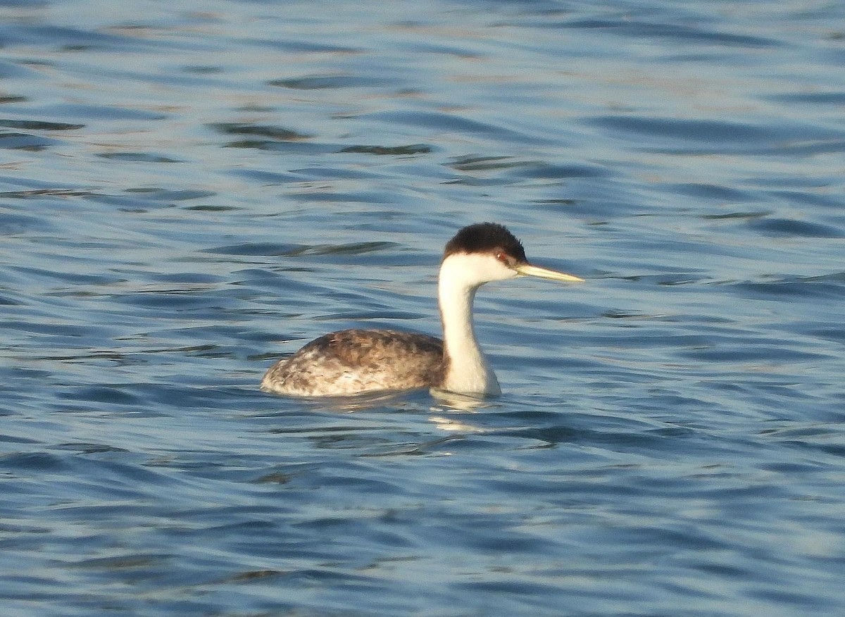 Western Grebe - ML624573219