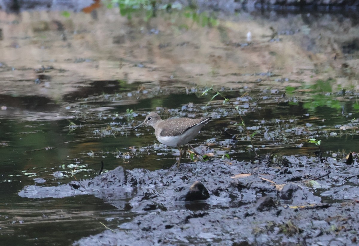 Solitary Sandpiper - ML624573221