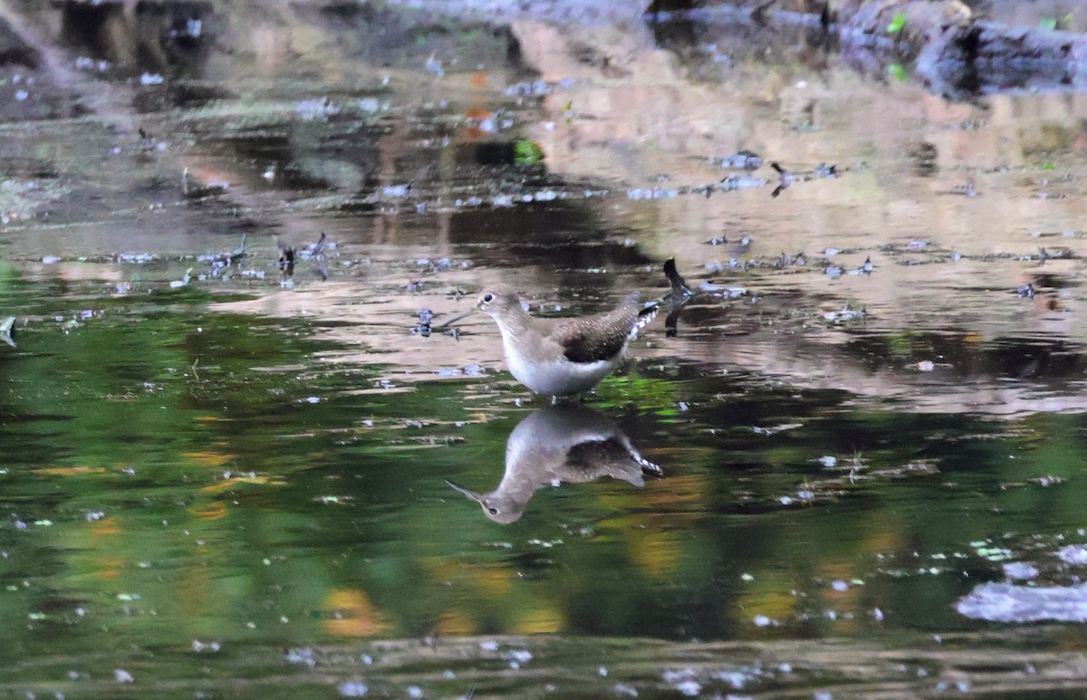 Solitary Sandpiper - ML624573223