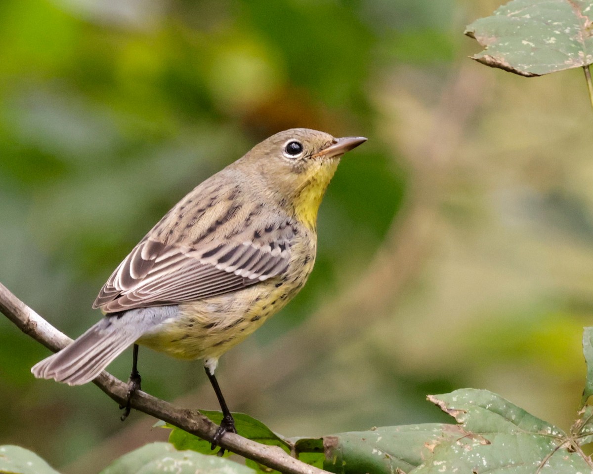 Kirtland's Warbler - ML624573224