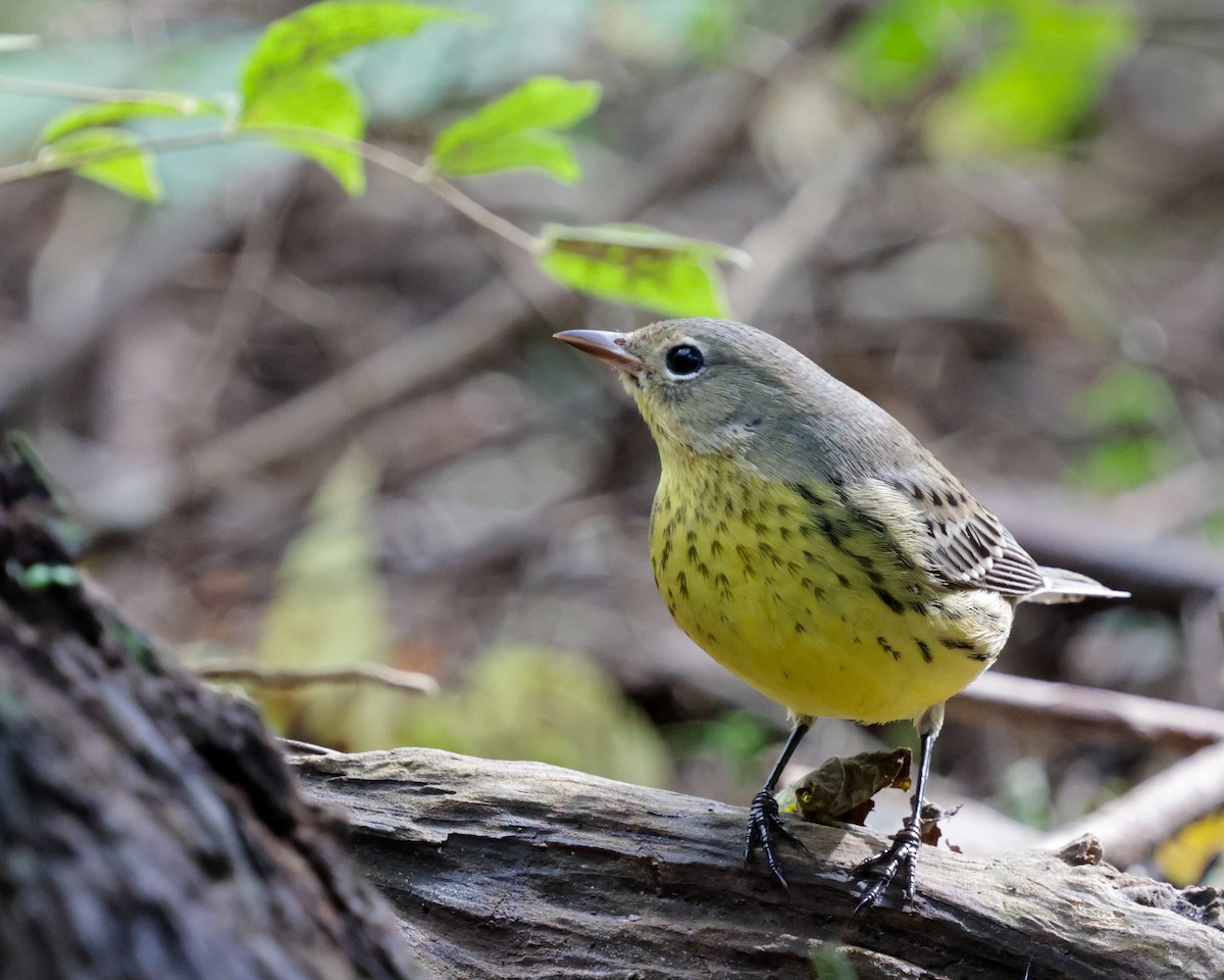 Kirtland's Warbler - ML624573225