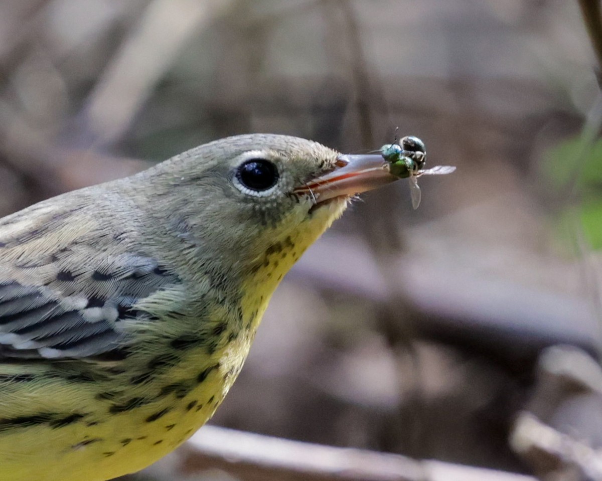 Kirtland's Warbler - ML624573226