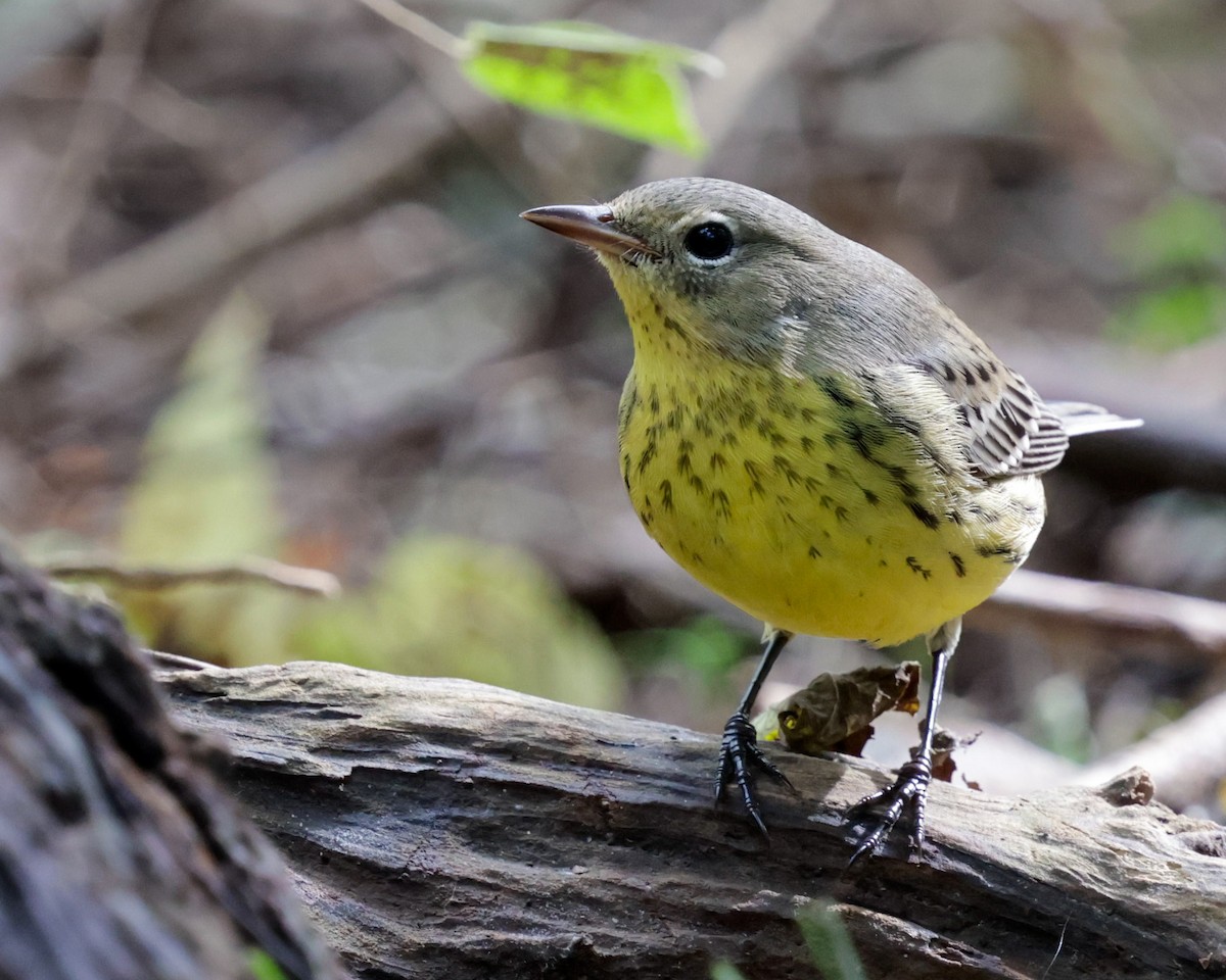 Kirtland's Warbler - ML624573227