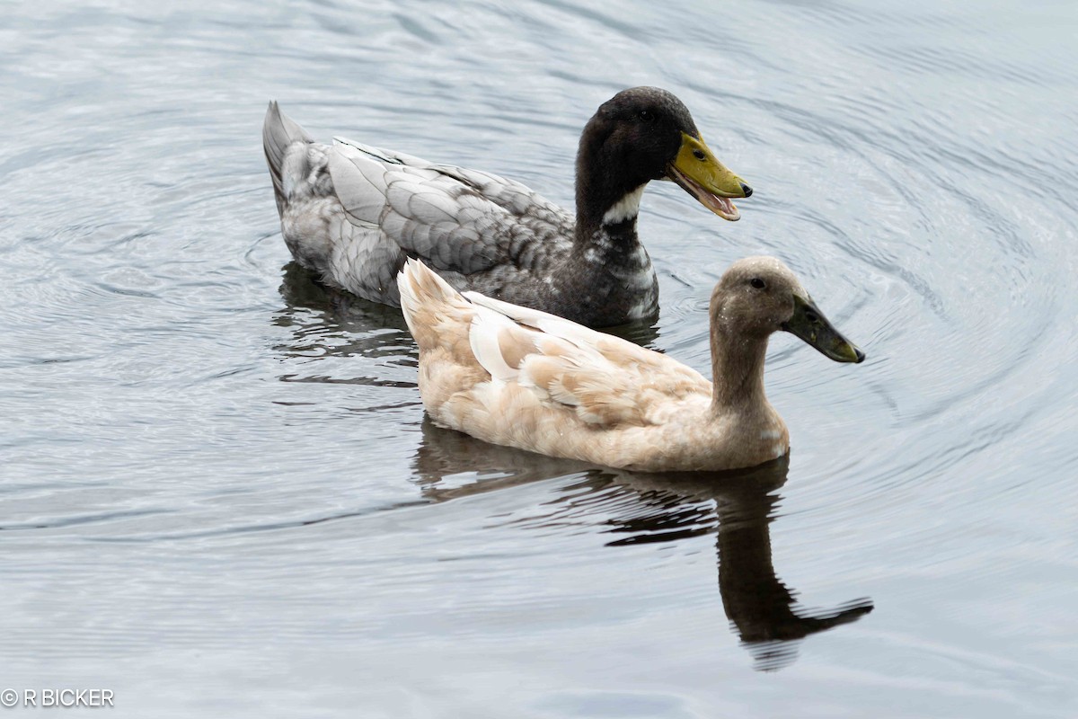 Mallard (Domestic type) - ML624573228