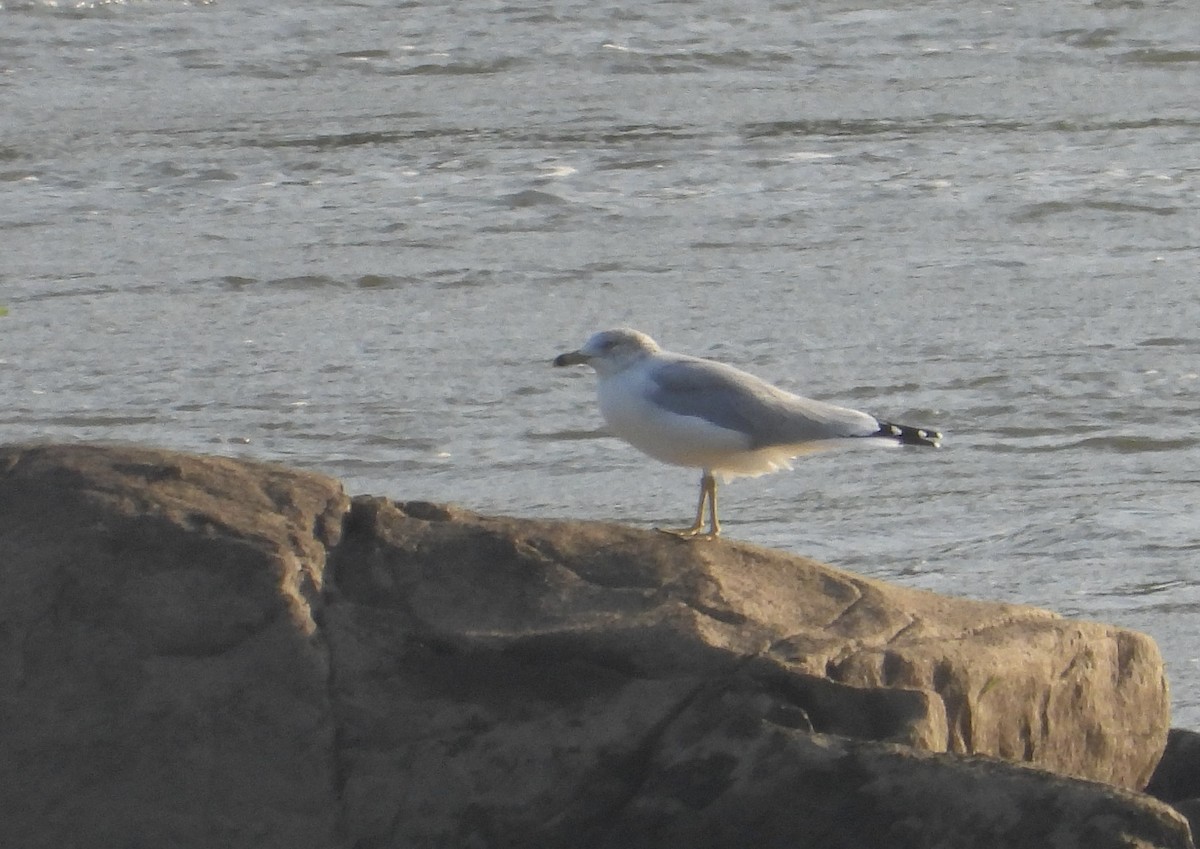 Ring-billed Gull - ML624573229