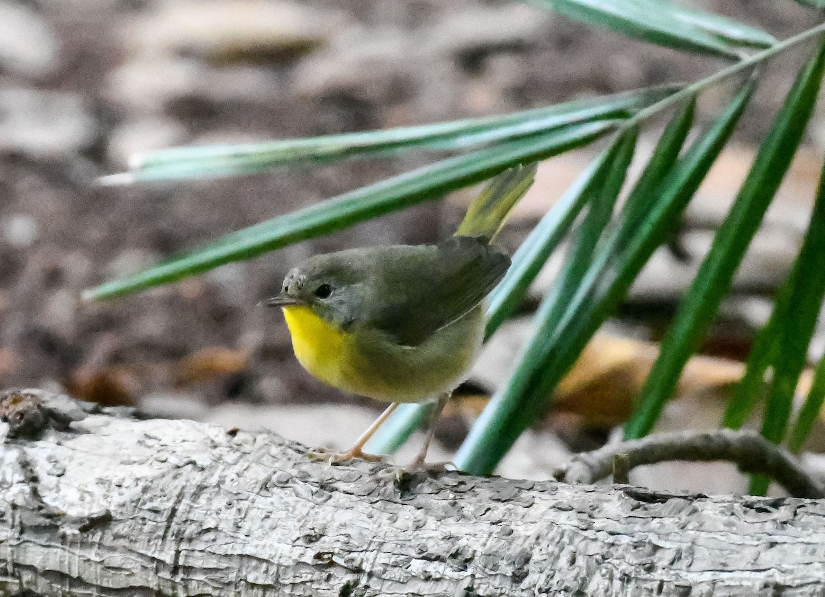 Common Yellowthroat - ML624573230