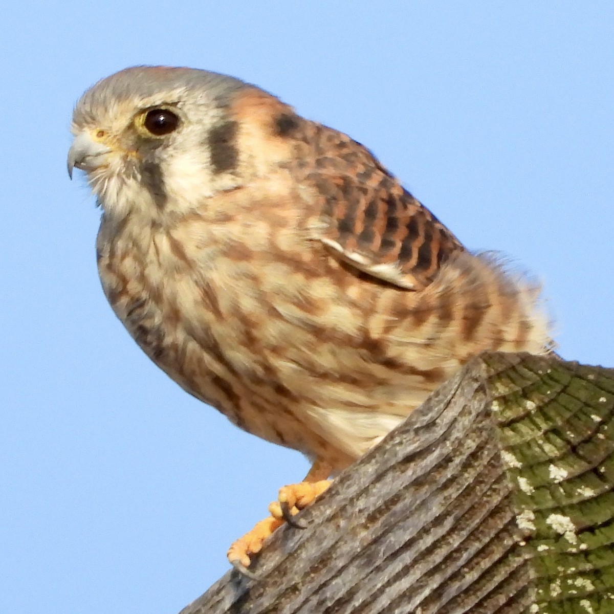 American Kestrel - Janna Nugent