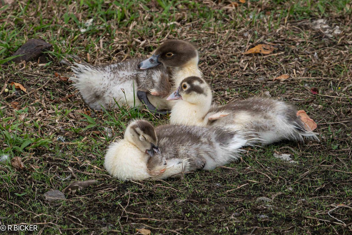 Canard musqué (forme domestique) - ML624573243