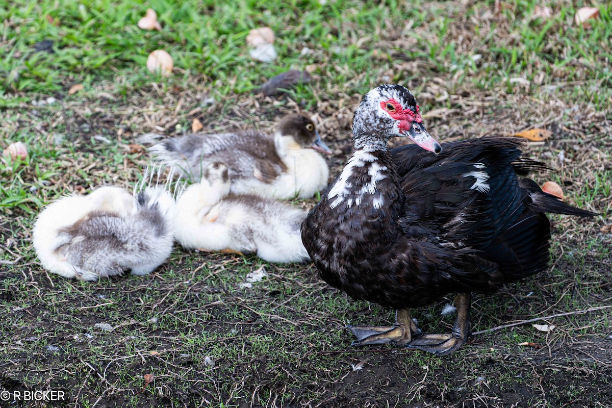 Muscovy Duck (Domestic type) - ML624573244