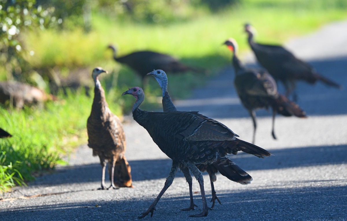 Wild Turkey - Elizabeth Hawkins