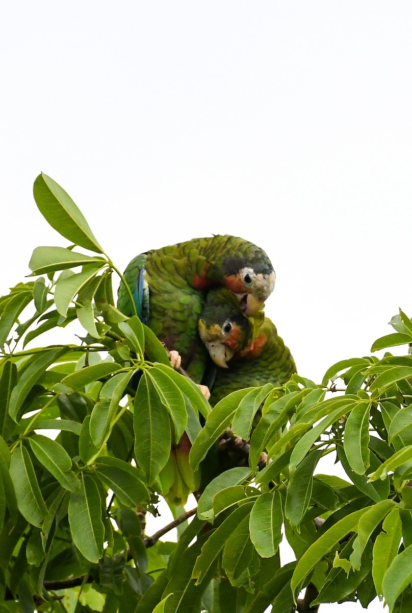 Cuban Amazon - ML624573303