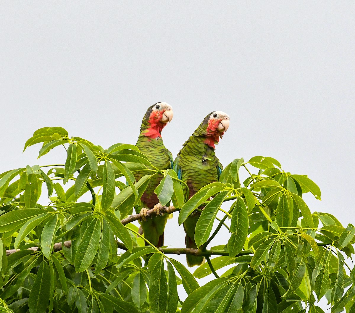 Cuban Amazon - ML624573305