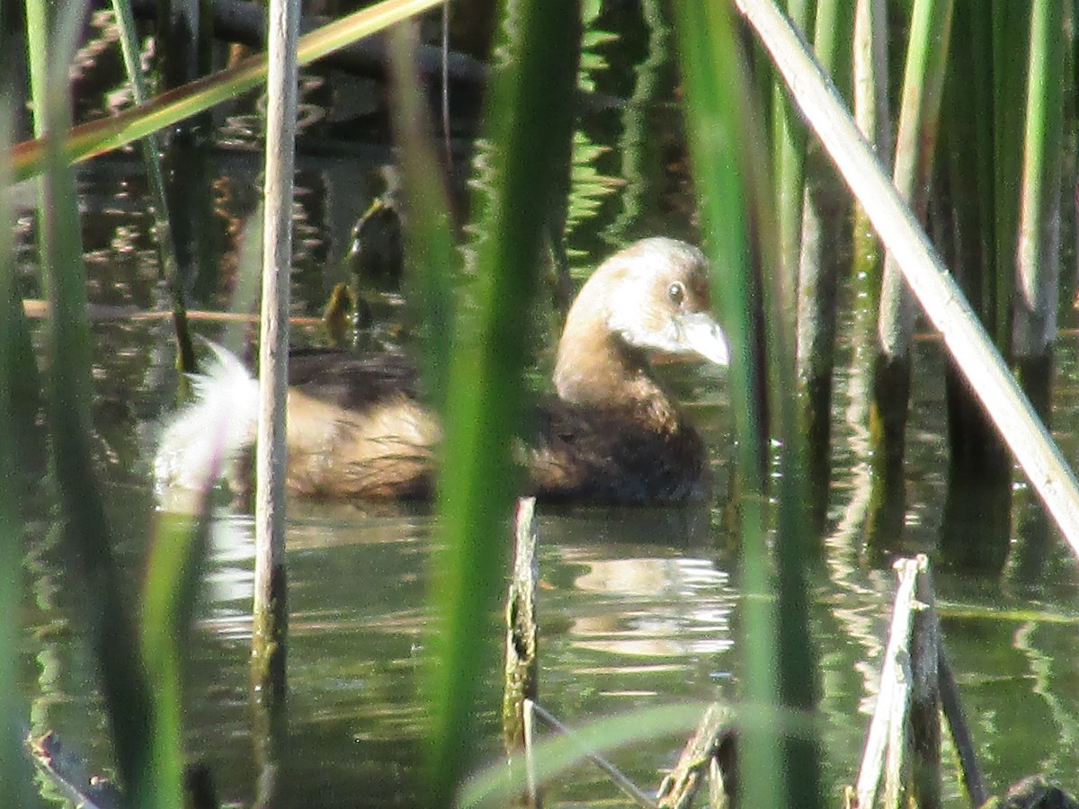 Pied-billed Grebe - ML624573320