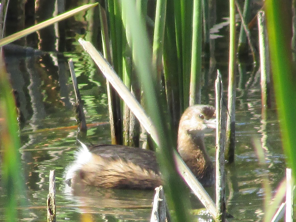 Pied-billed Grebe - ML624573321