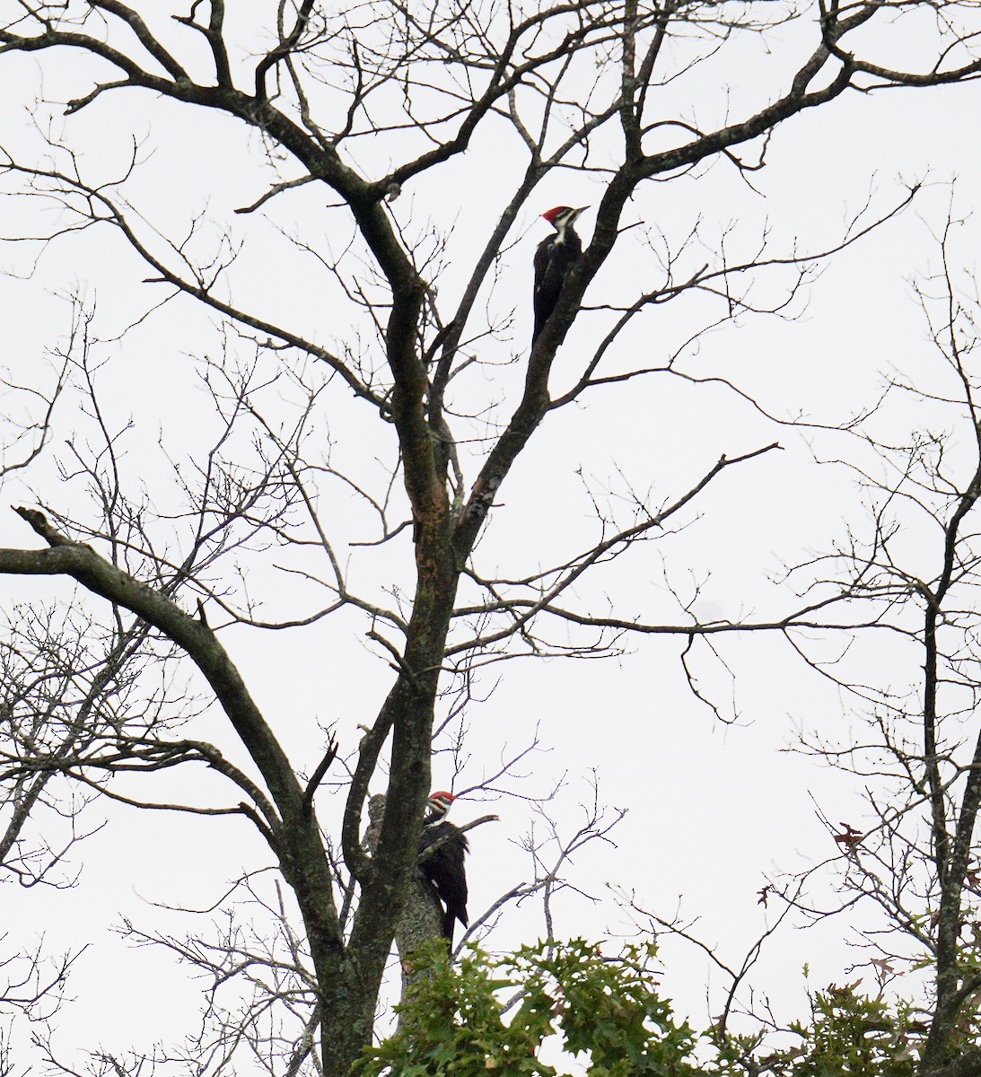 Pileated Woodpecker - ML624573447