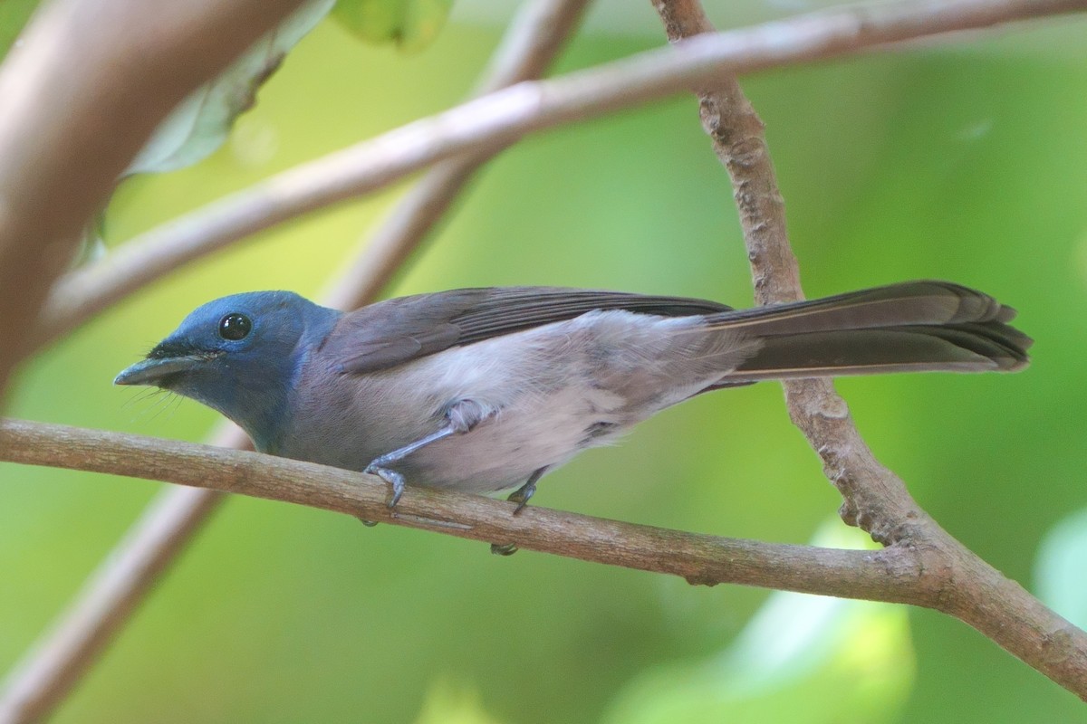 lejskovec azurový - ML624573499