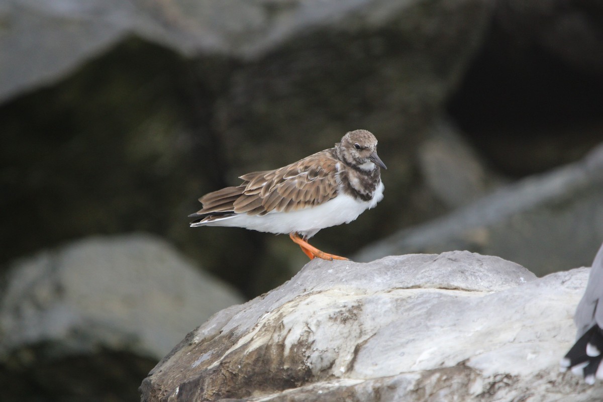 Ruddy Turnstone - ML624573530