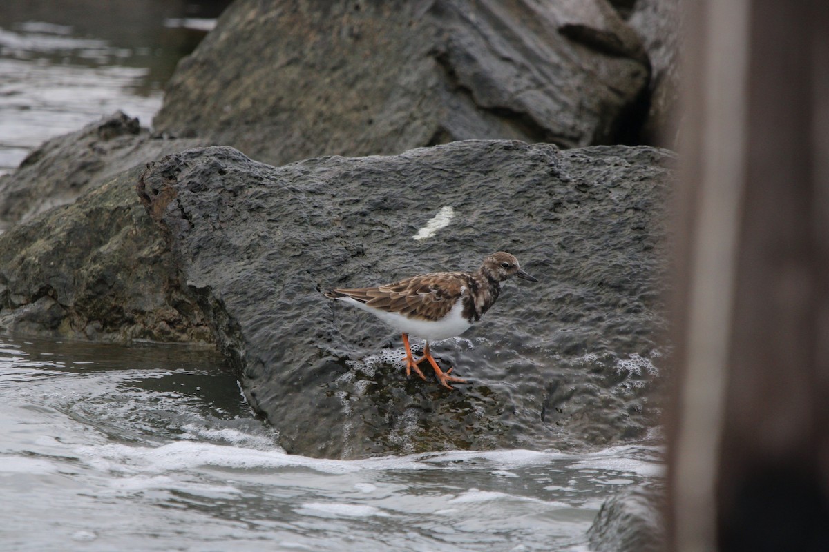 Ruddy Turnstone - ML624573531