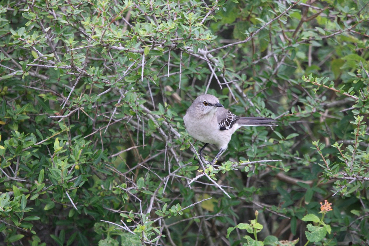 Northern Mockingbird - ML624573547