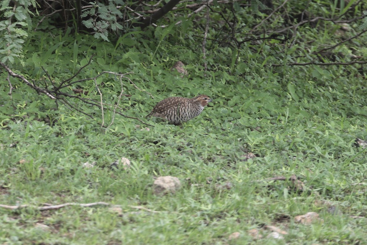 Rock Bush-Quail - ML624573548