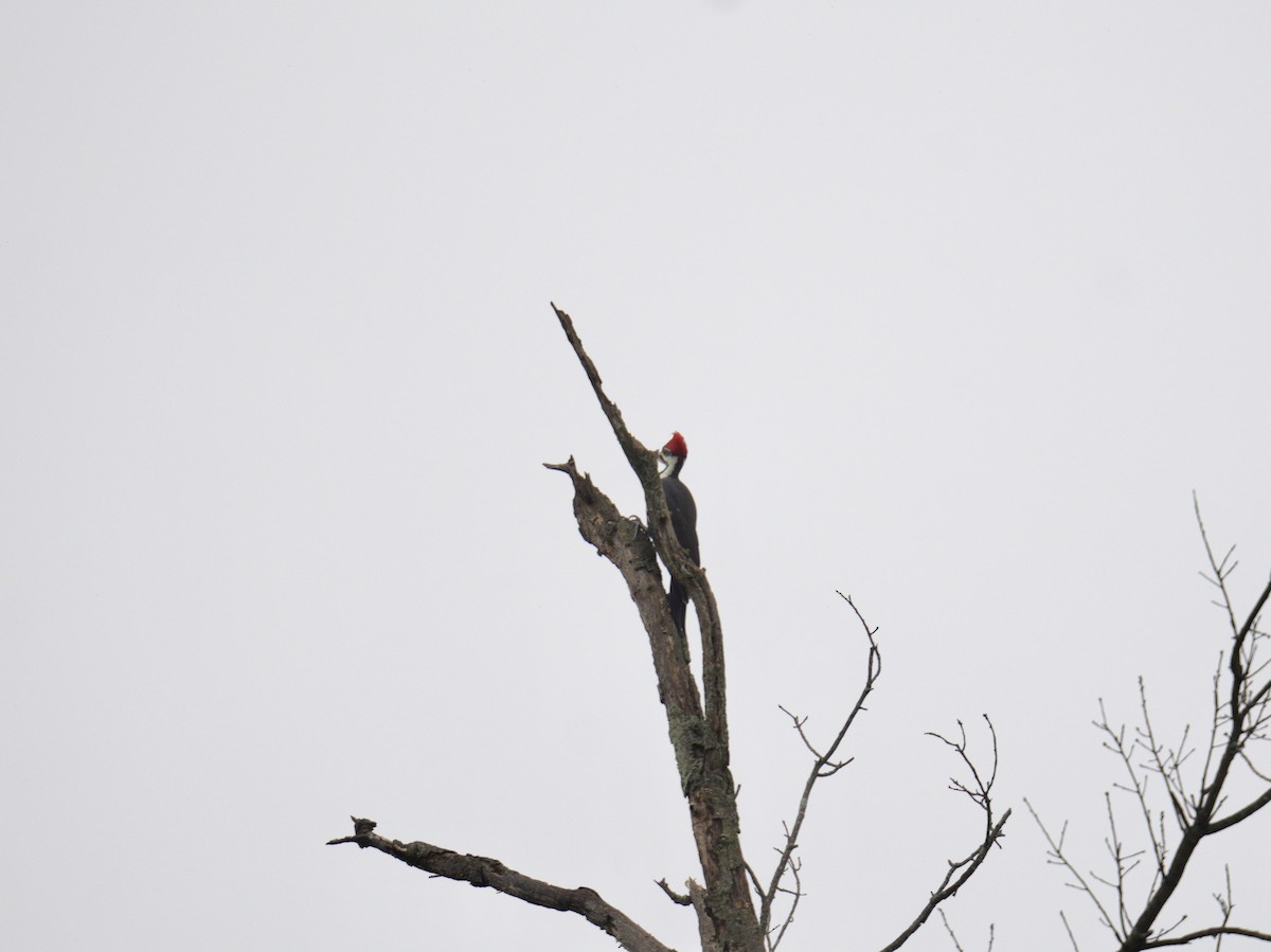 Pileated Woodpecker - ML624573557