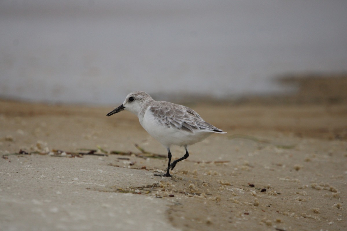 Sanderling - ML624573578