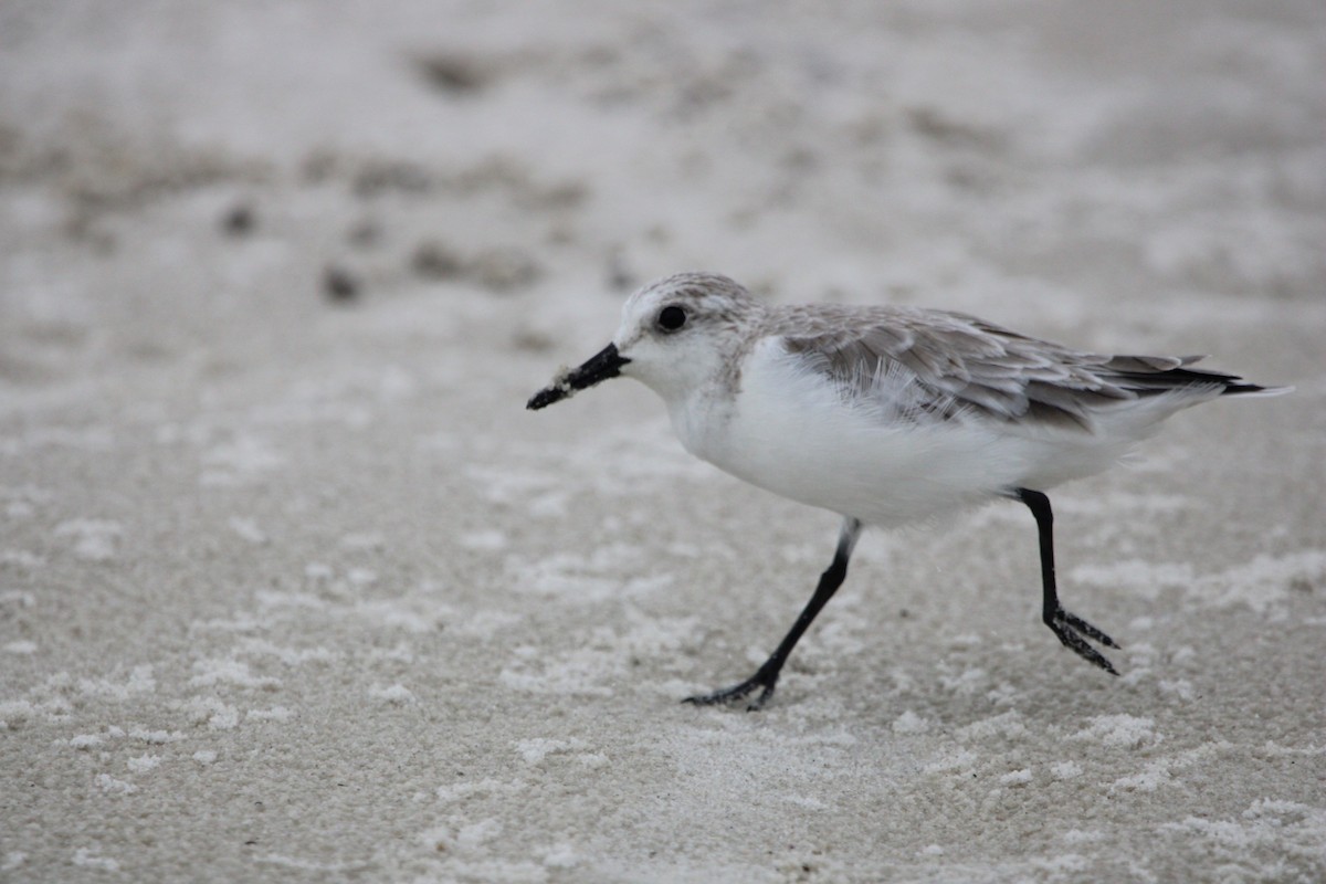 Sanderling - Josh Golden