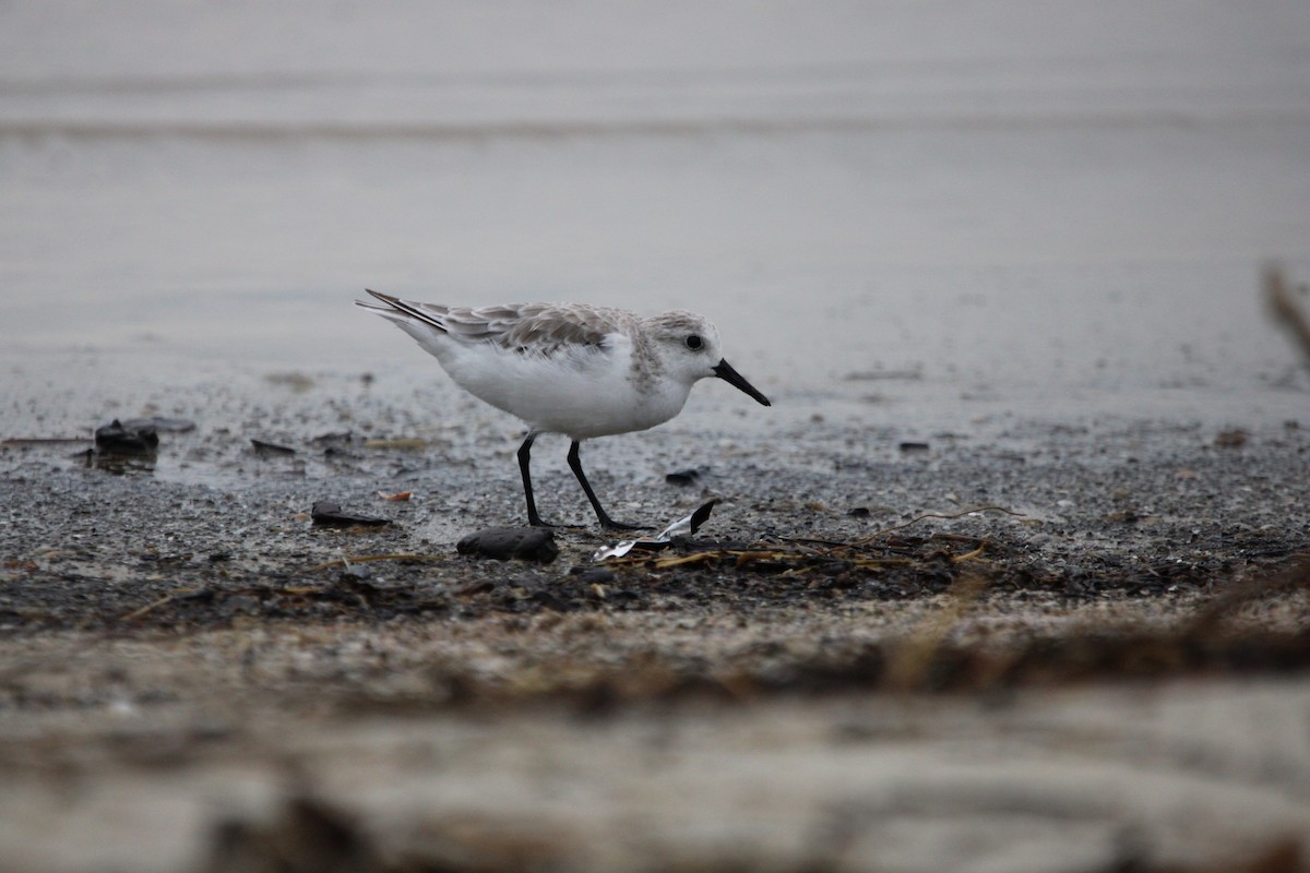 Sanderling - ML624573580