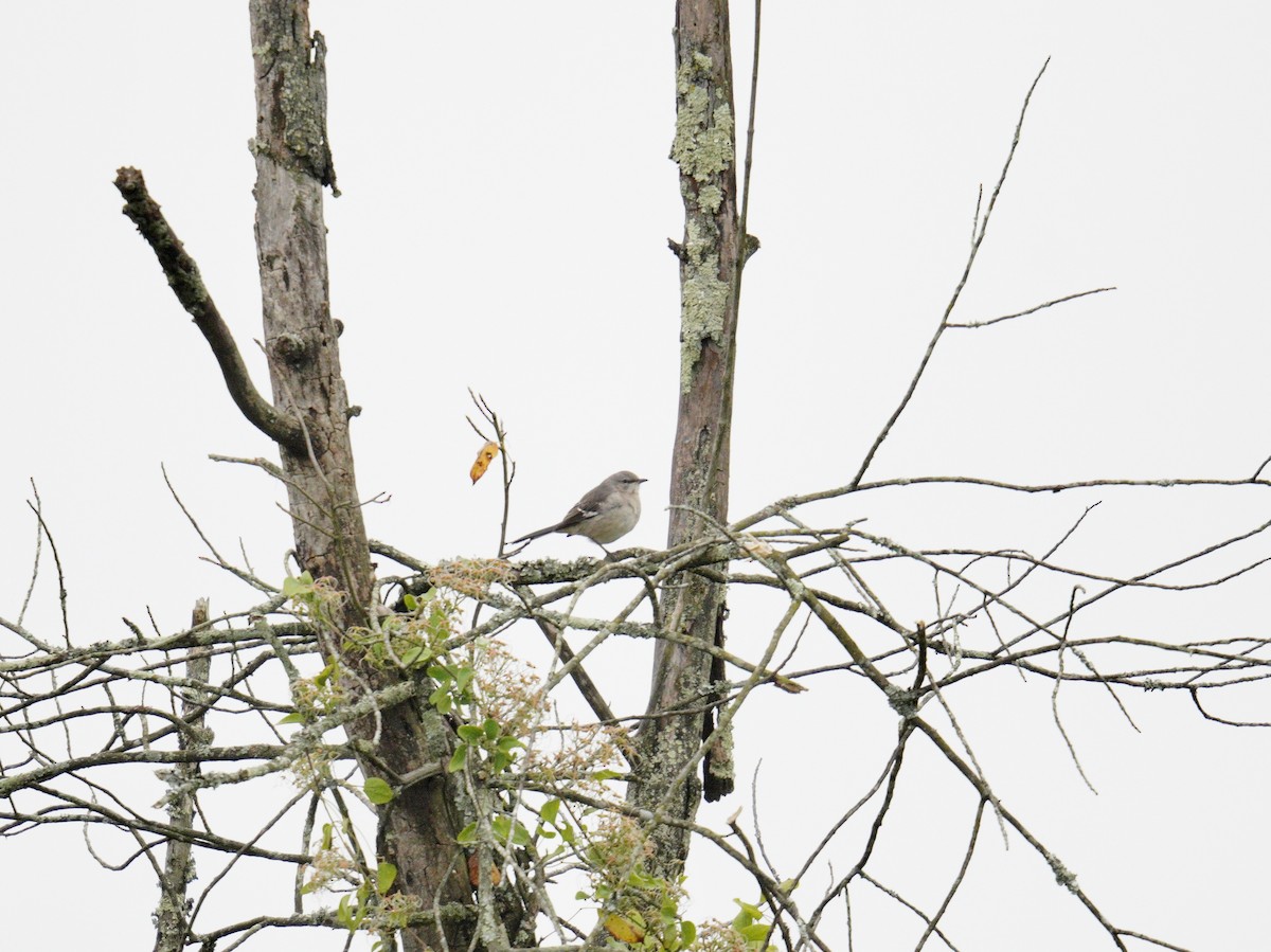 Northern Mockingbird - ML624573587