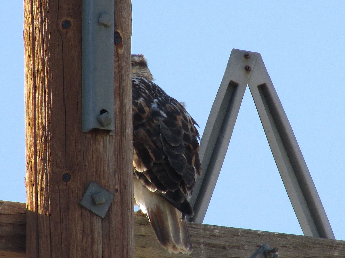 Ferruginous Hawk - Felice  Lyons