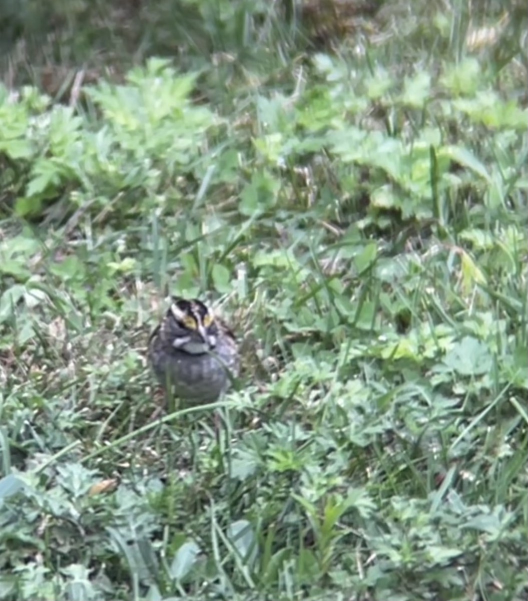 White-throated Sparrow - B. Watcher