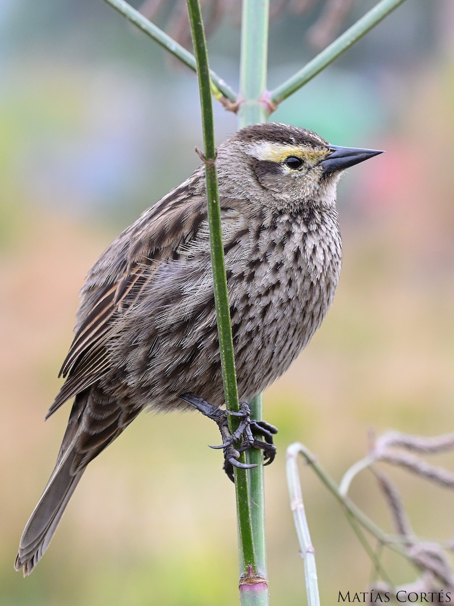 Yellow-winged Blackbird - ML624573646