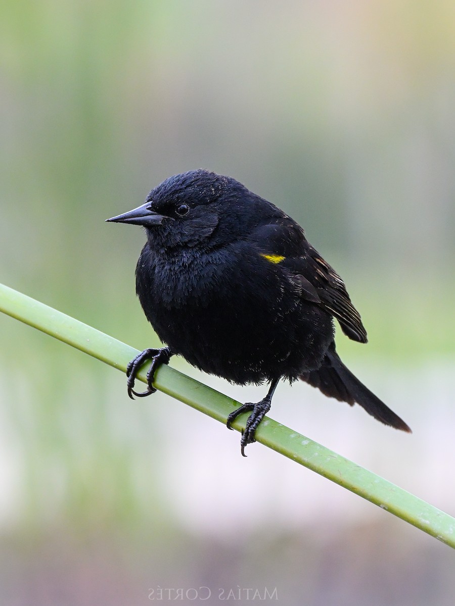 Yellow-winged Blackbird - Matías Cortés Carvajal