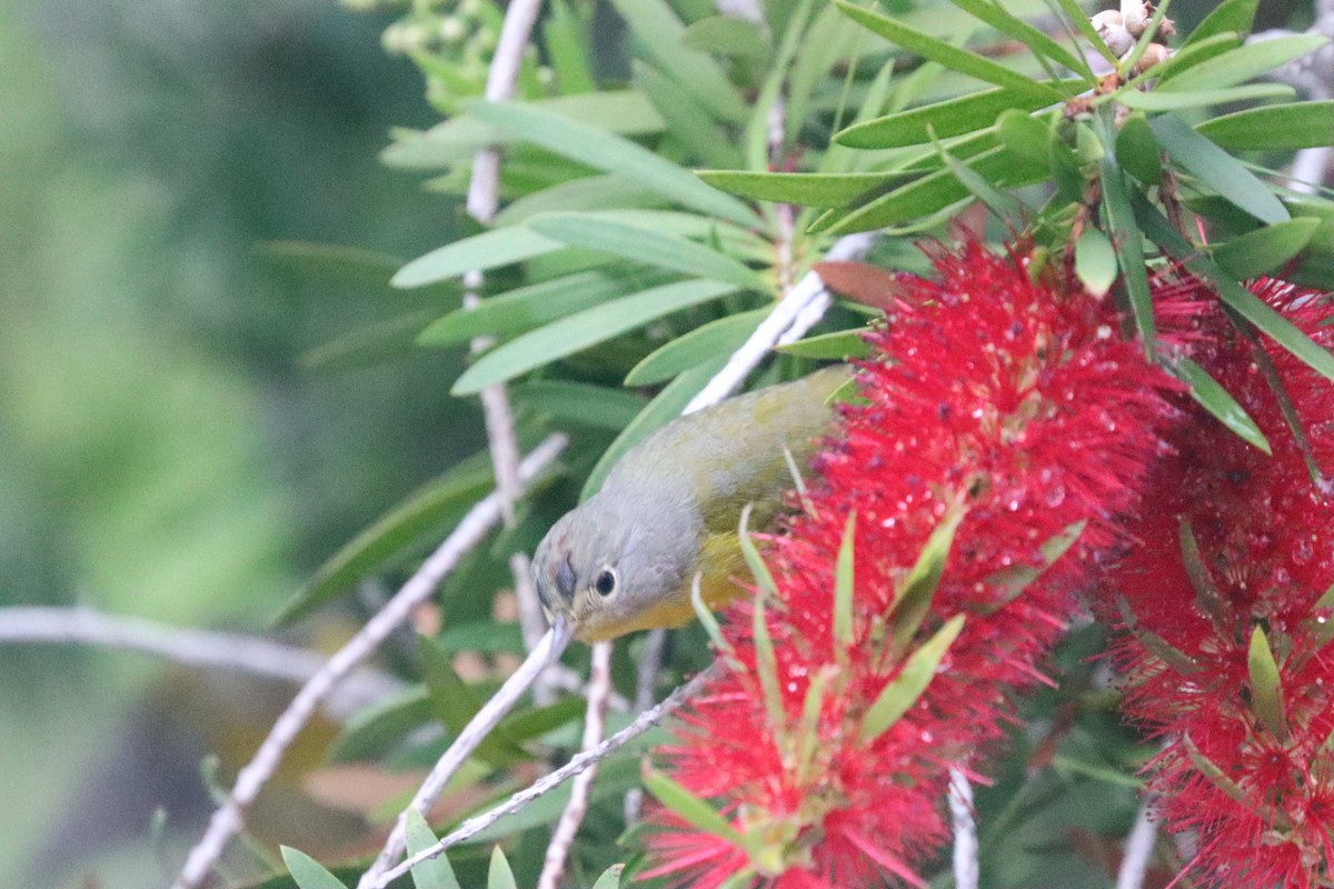 Nashville Warbler - Javi Gonzalez