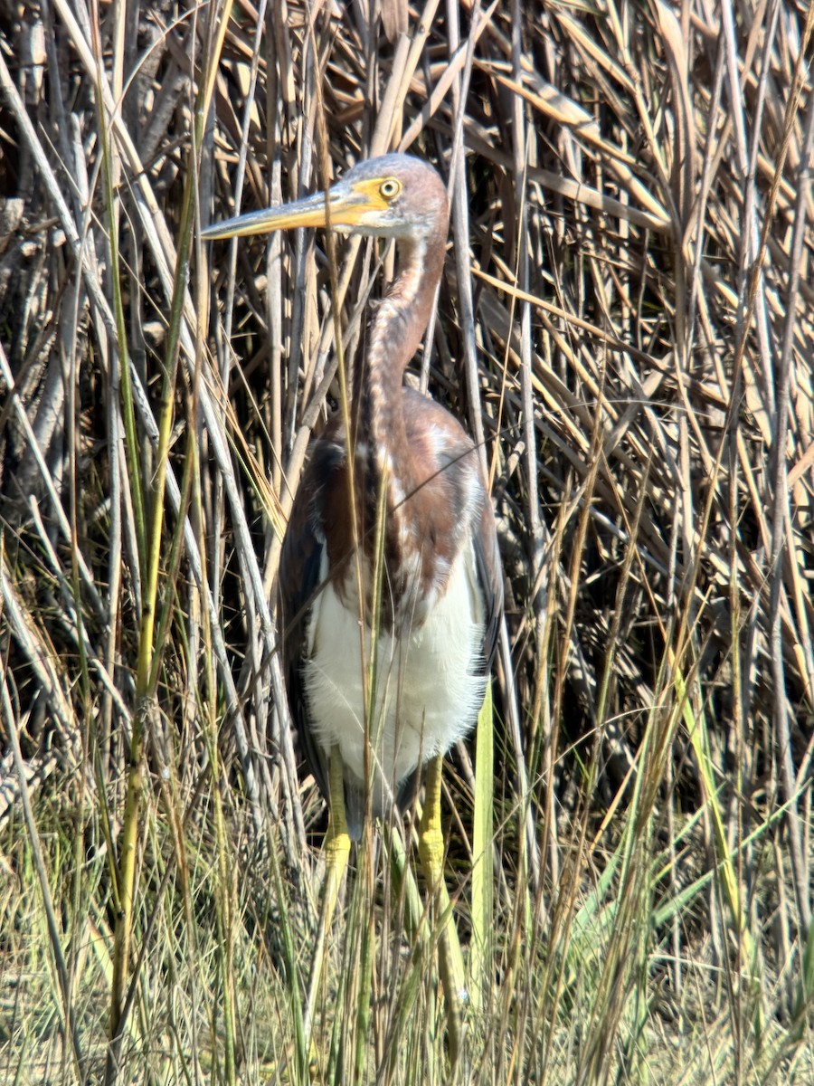 Tricolored Heron - ML624573671