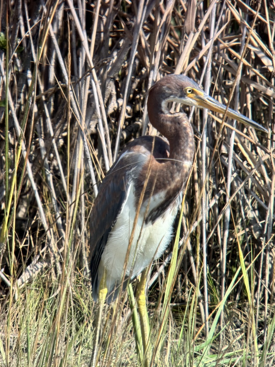 Tricolored Heron - ML624573672