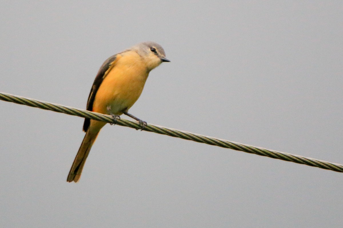 Small Minivet - Krishnamoorthy Muthirulan