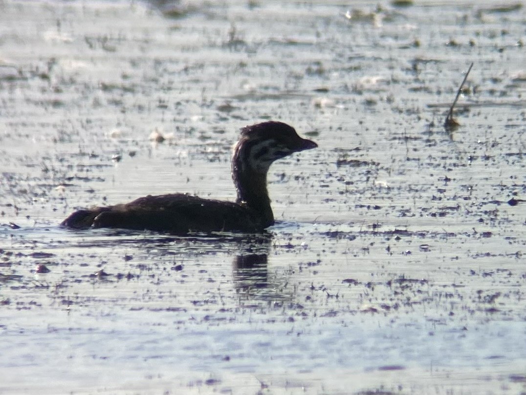 Pied-billed Grebe - ML624573690