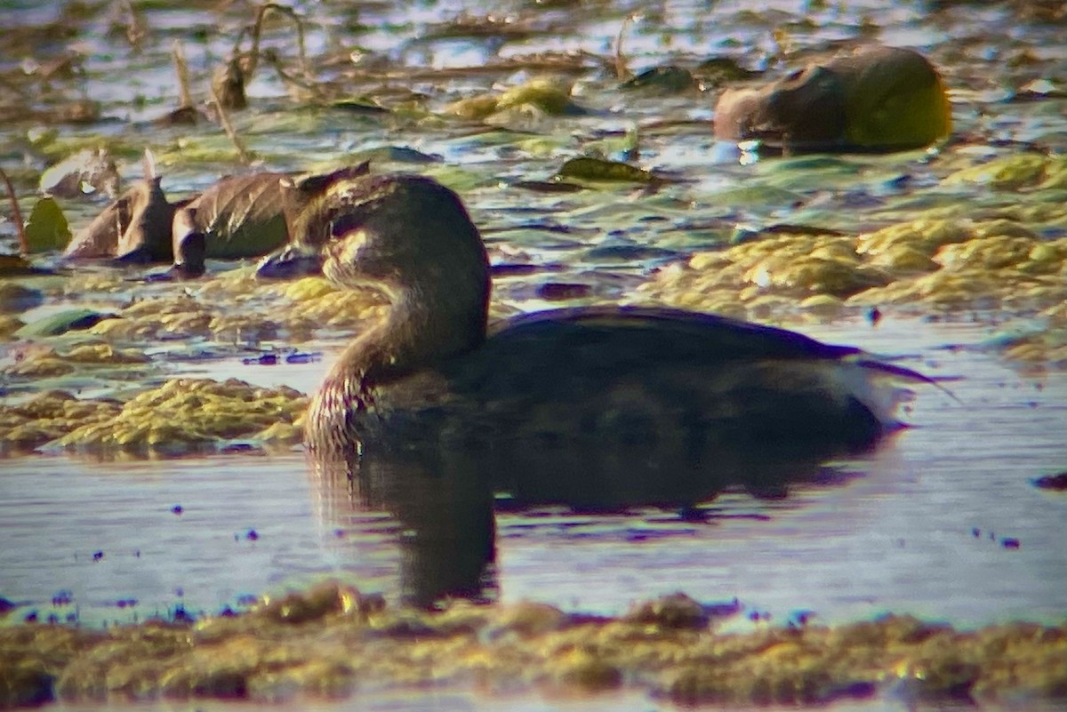 Pied-billed Grebe - ML624573691