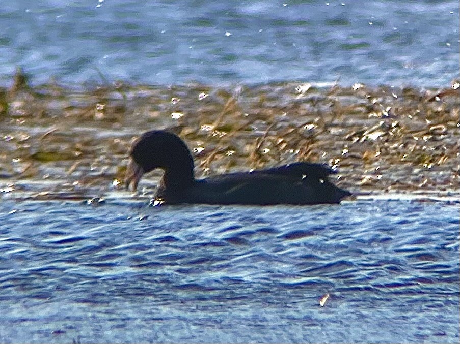 American Coot - Noah Whiteman