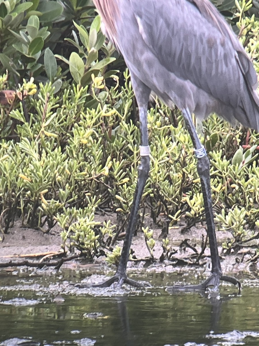 Reddish Egret - ML624573725