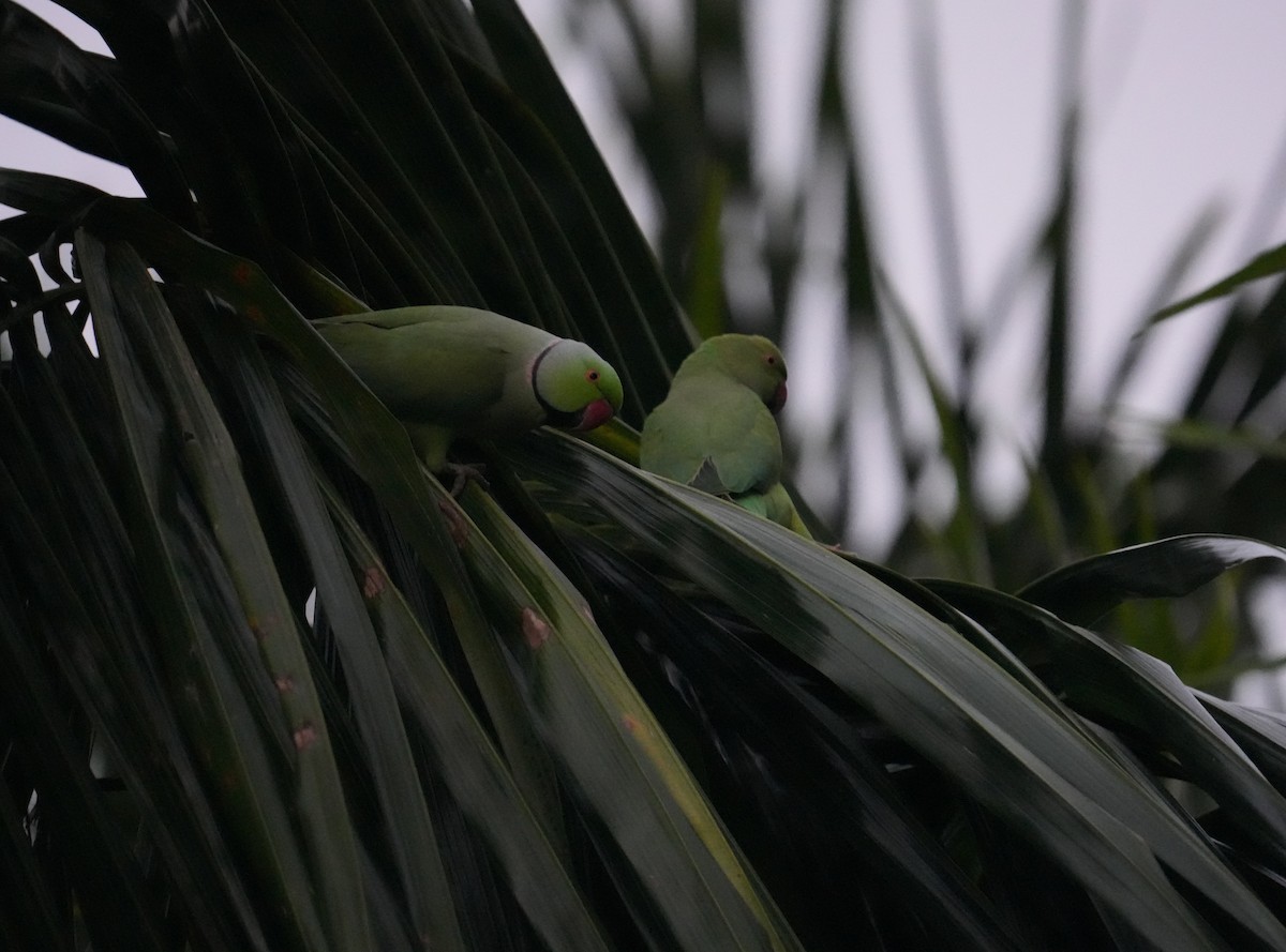 Rose-ringed Parakeet - ML624573743