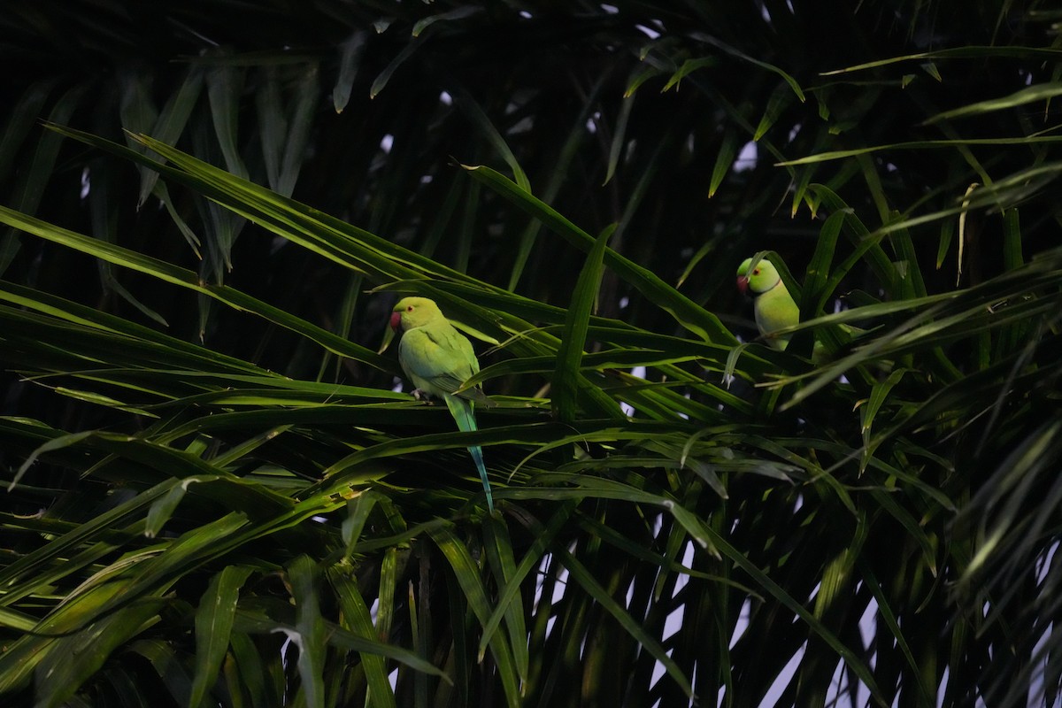 Rose-ringed Parakeet - ML624573745