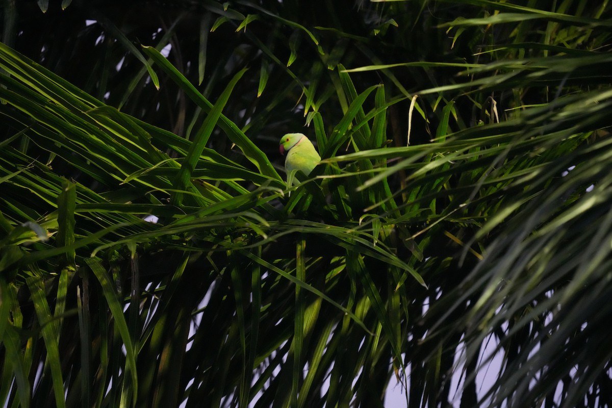 Rose-ringed Parakeet - ML624573746