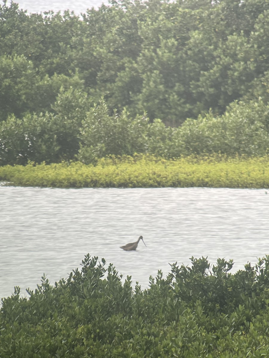 Marbled Godwit - ML624573749